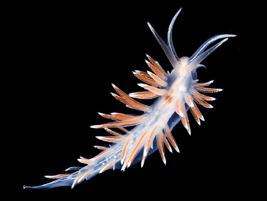  Flabellina lineata (Sea Slug)